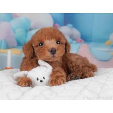 ♀︎トイプードル