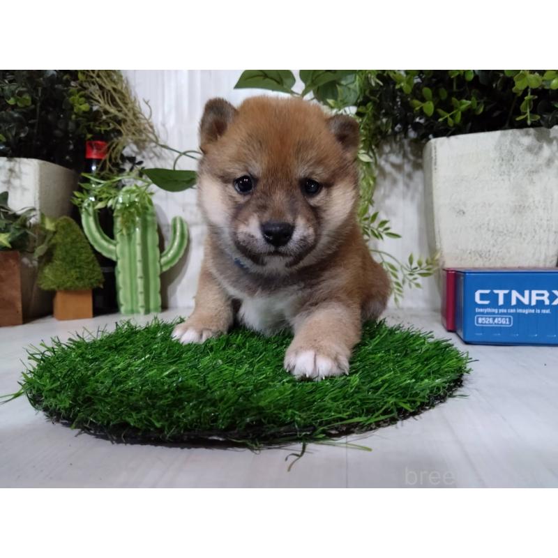 販売中の三重県の豆柴-452420