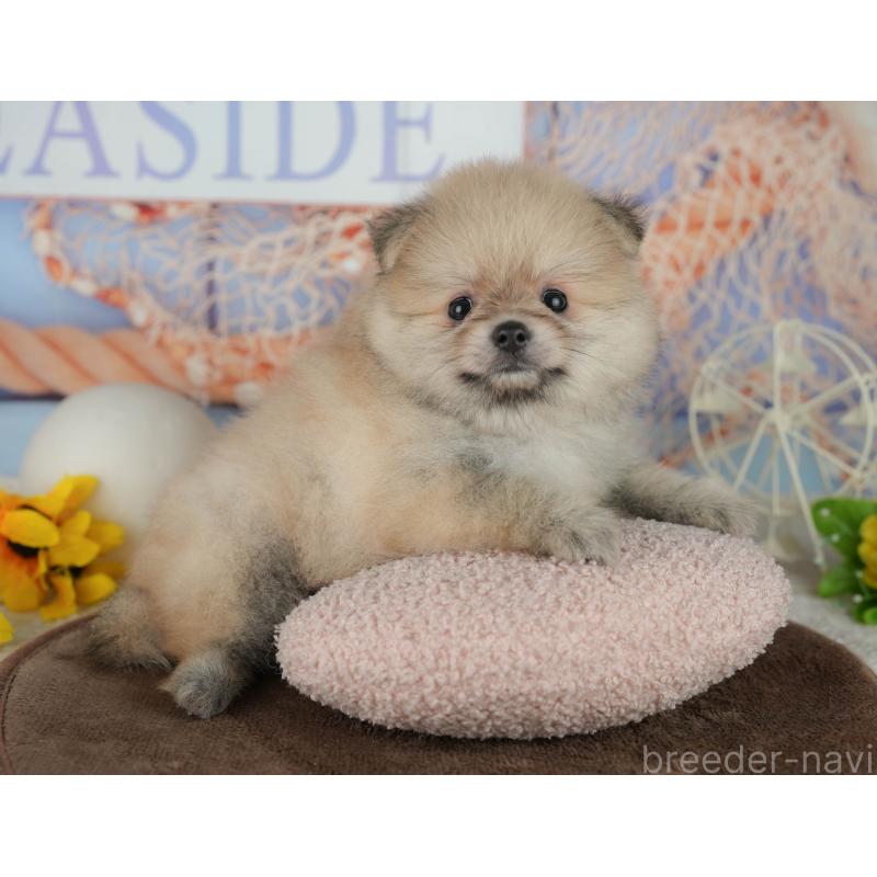 販売中の千葉県のポメラニアン-456795の11枚目
