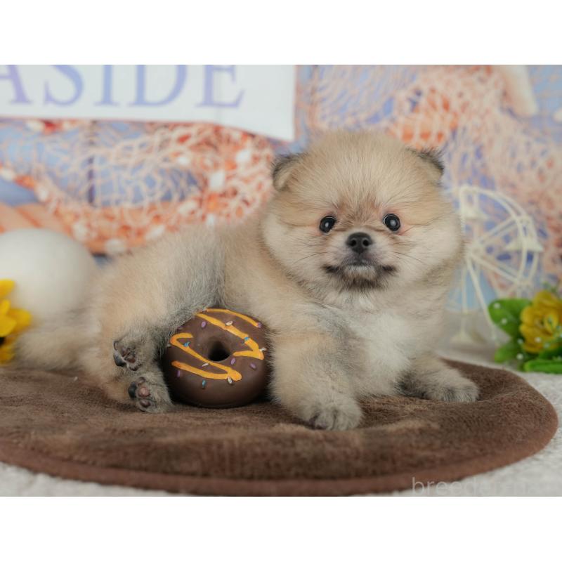 販売中の千葉県のポメラニアン-456795の10枚目
