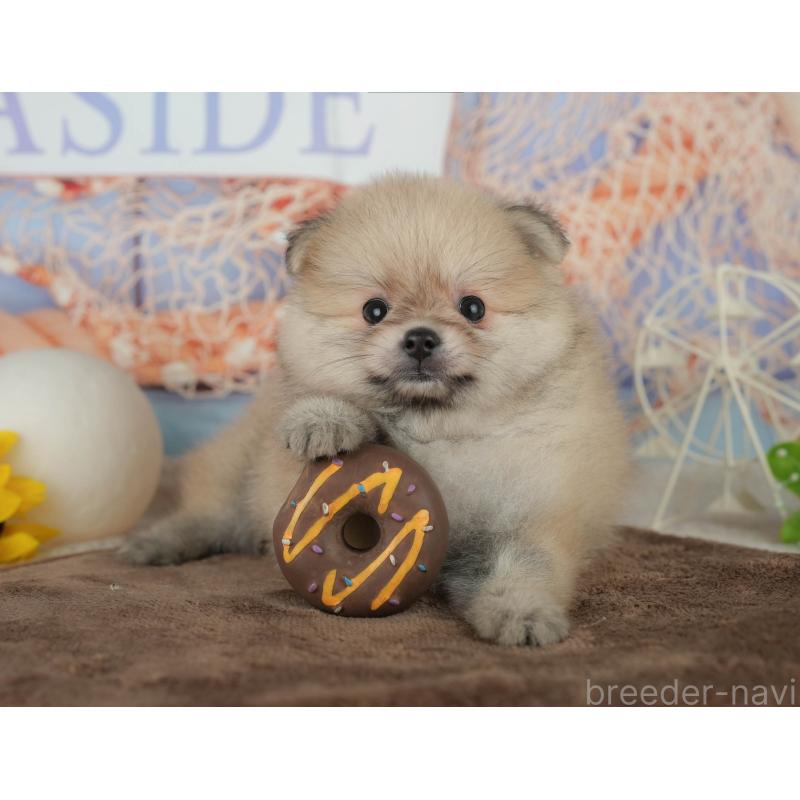販売中の千葉県のポメラニアン-456795の9枚目