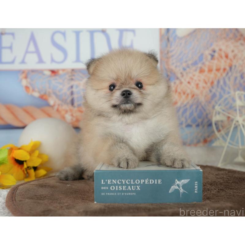 販売中の千葉県のポメラニアン-456795の8枚目