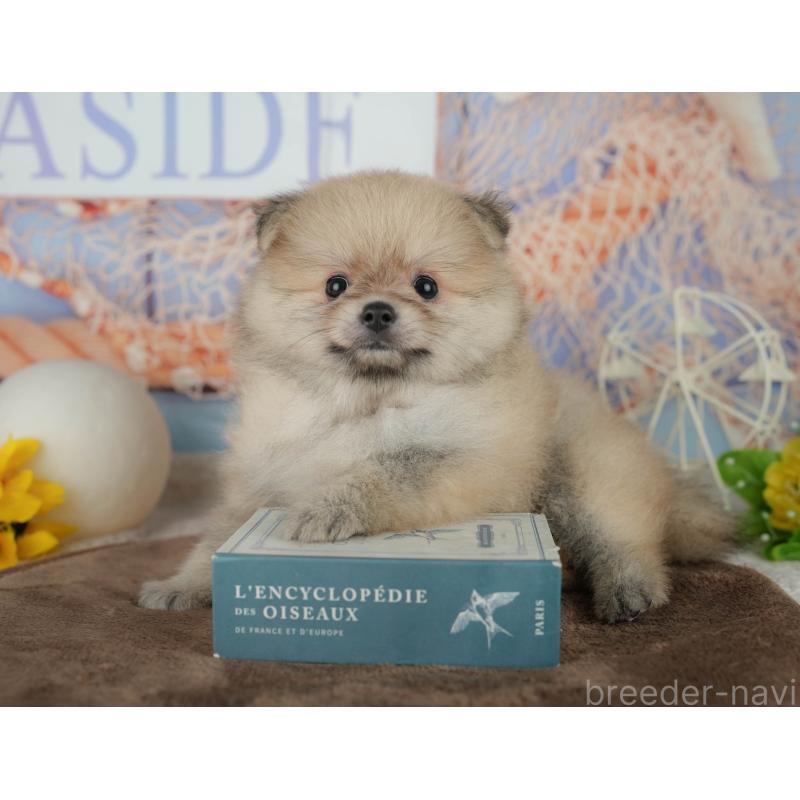 販売中の千葉県のポメラニアン-456795の7枚目