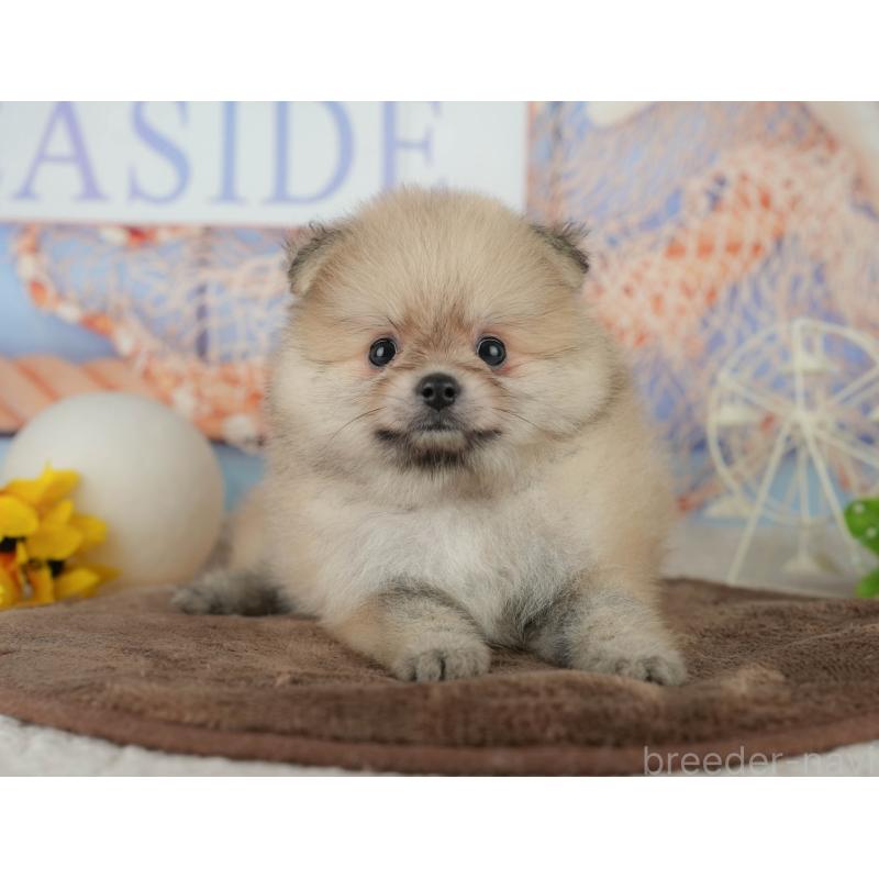 販売中の千葉県のポメラニアン-456795の6枚目
