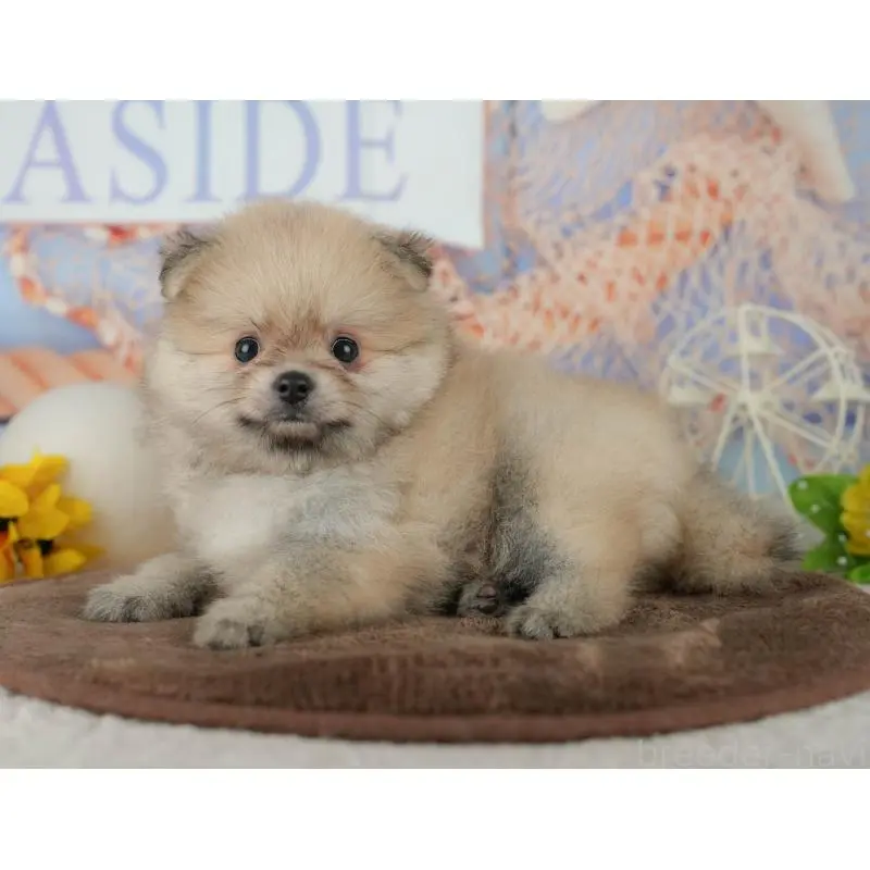 販売中の千葉県のポメラニアン-456795の5枚目