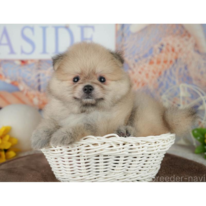 販売中の千葉県のポメラニアン-456795の4枚目