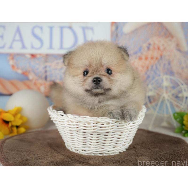 販売中の千葉県のポメラニアン-456795の3枚目