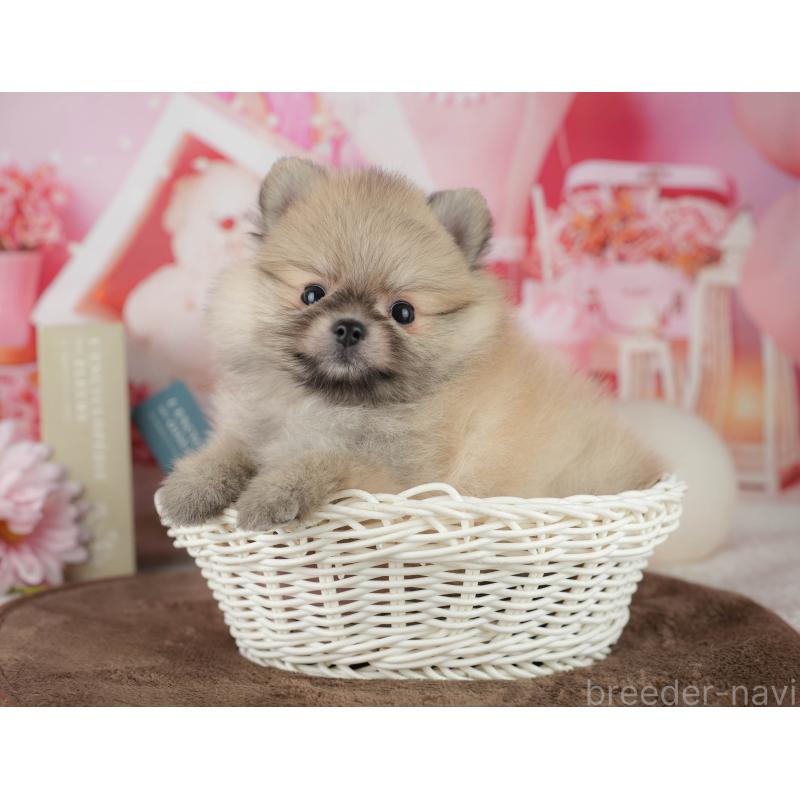 販売中の千葉県のポメラニアン-456793の11枚目