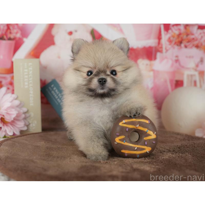 販売中の千葉県のポメラニアン-456793の10枚目