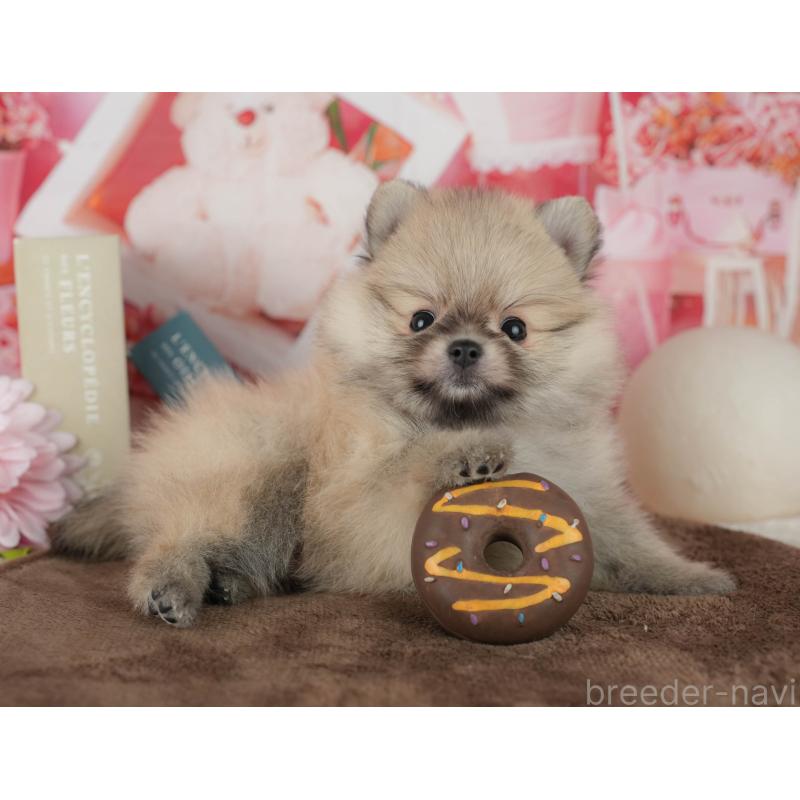 販売中の千葉県のポメラニアン-456793の9枚目