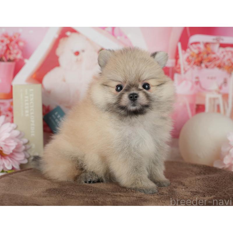 販売中の千葉県のポメラニアン-456793の8枚目