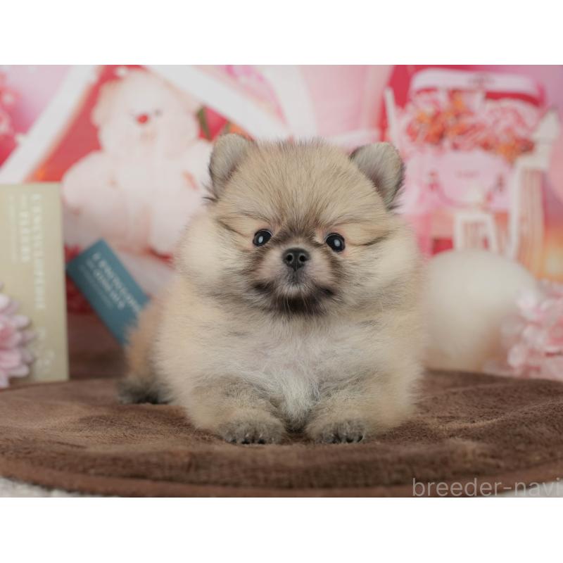 販売中の千葉県のポメラニアン-456793の7枚目