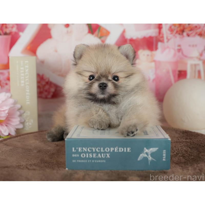 販売中の千葉県のポメラニアン-456793の6枚目