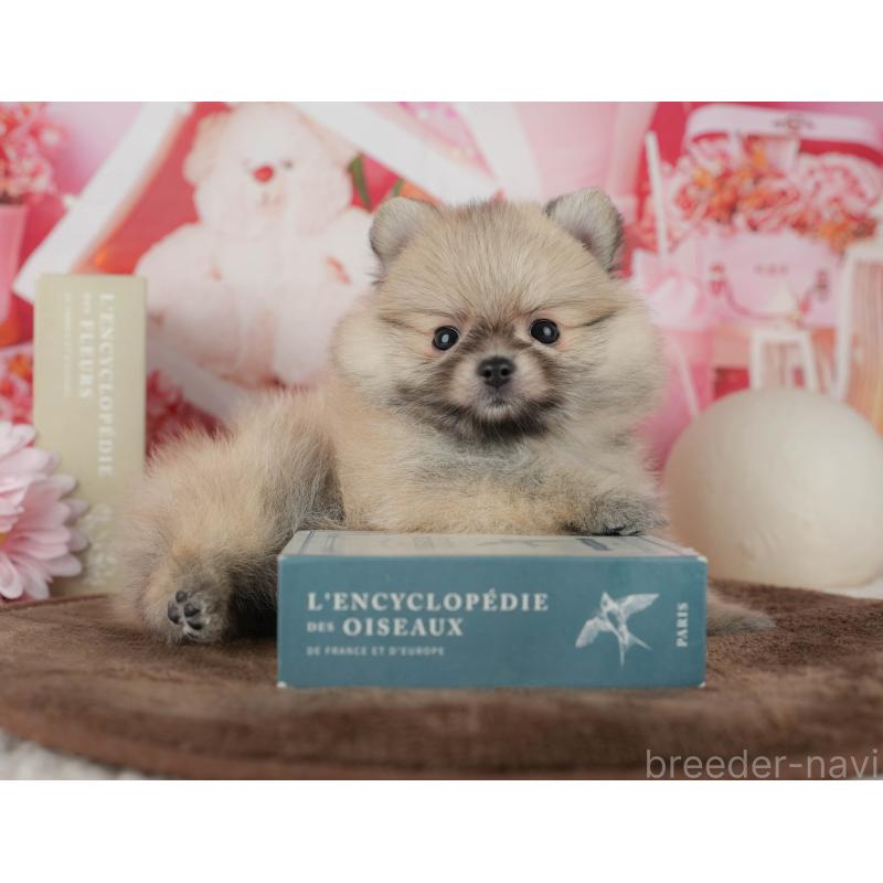 販売中の千葉県のポメラニアン-456793の5枚目