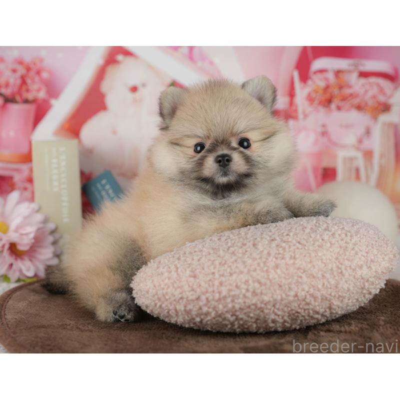 販売中の千葉県のポメラニアン-456793の4枚目