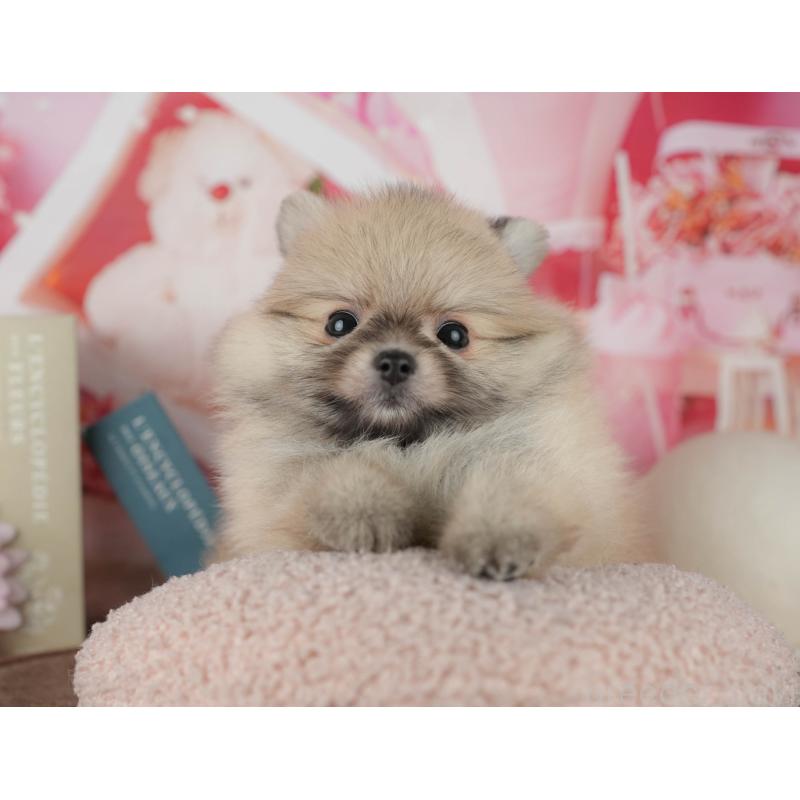 販売中の千葉県のポメラニアン-456793の3枚目