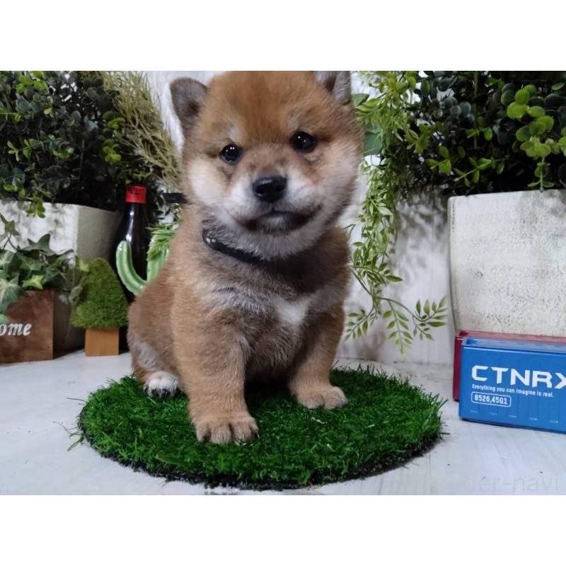 販売中の三重県の豆柴-452425