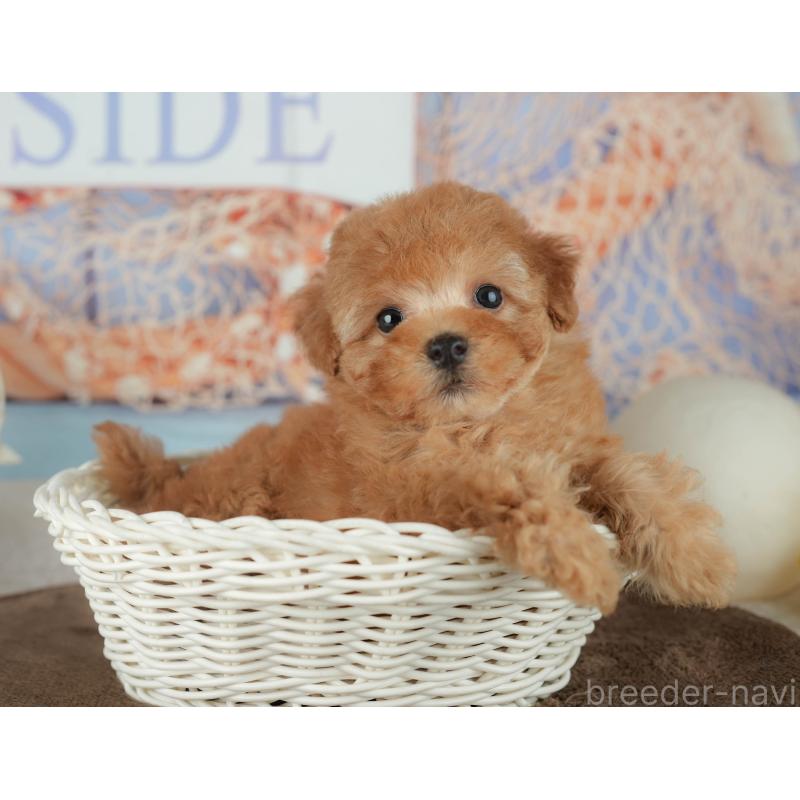 販売中の千葉県のトイプードル-456790の11枚目