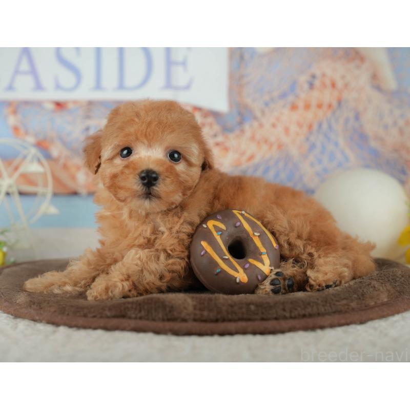 販売中の千葉県のトイプードル-456790の10枚目