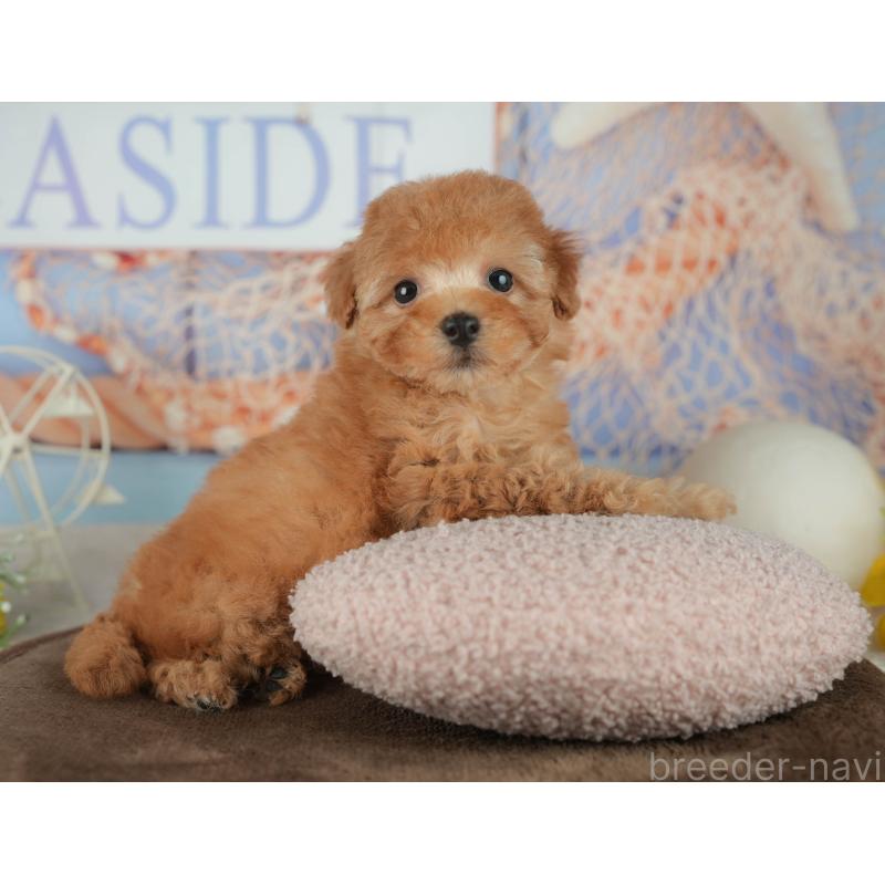 販売中の千葉県のトイプードル-456790の9枚目