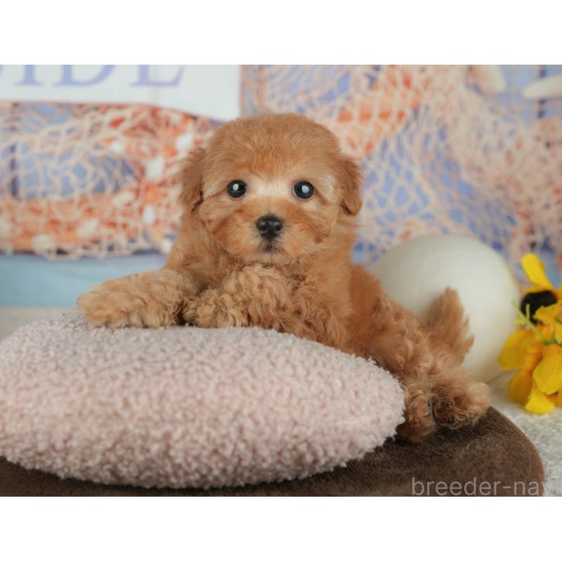 販売中の千葉県のトイプードル-456790の8枚目