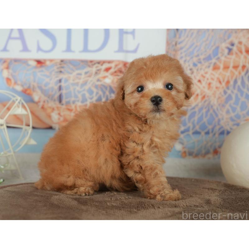 販売中の千葉県のトイプードル-456790の7枚目