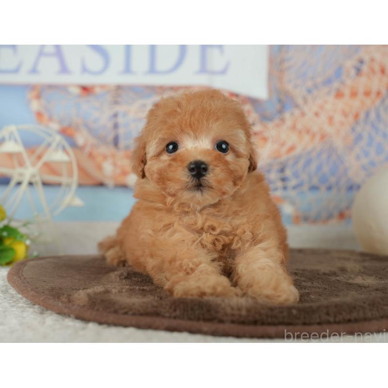 販売中の千葉県のトイプードル-456790の6枚目