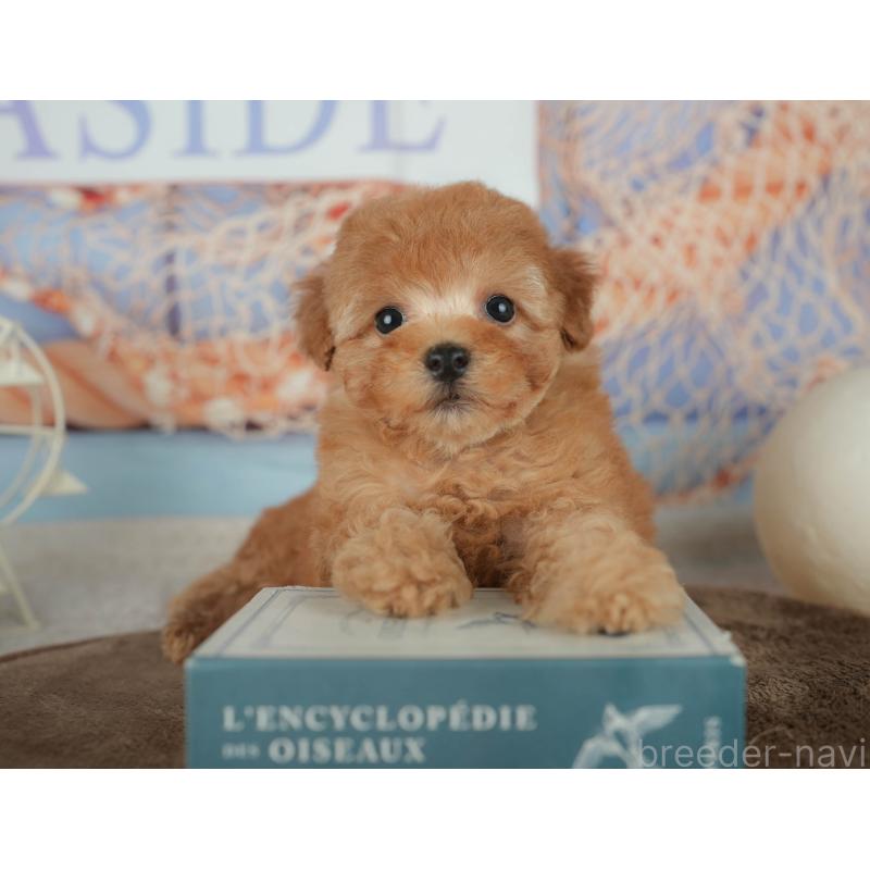 販売中の千葉県のトイプードル-456790の5枚目