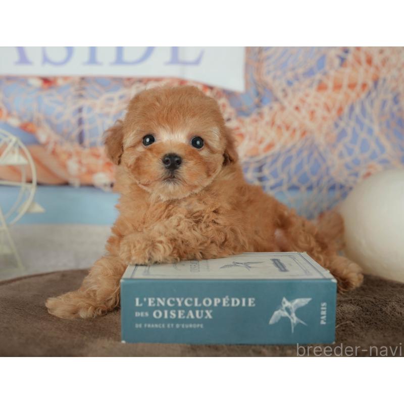 販売中の千葉県のトイプードル-456790の4枚目