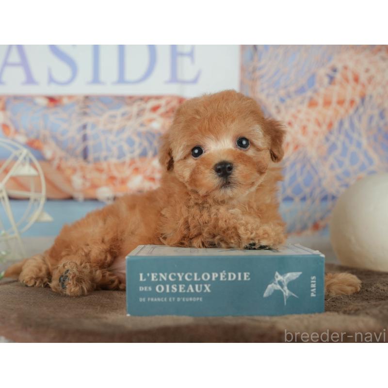 販売中の千葉県のトイプードル-456790の3枚目