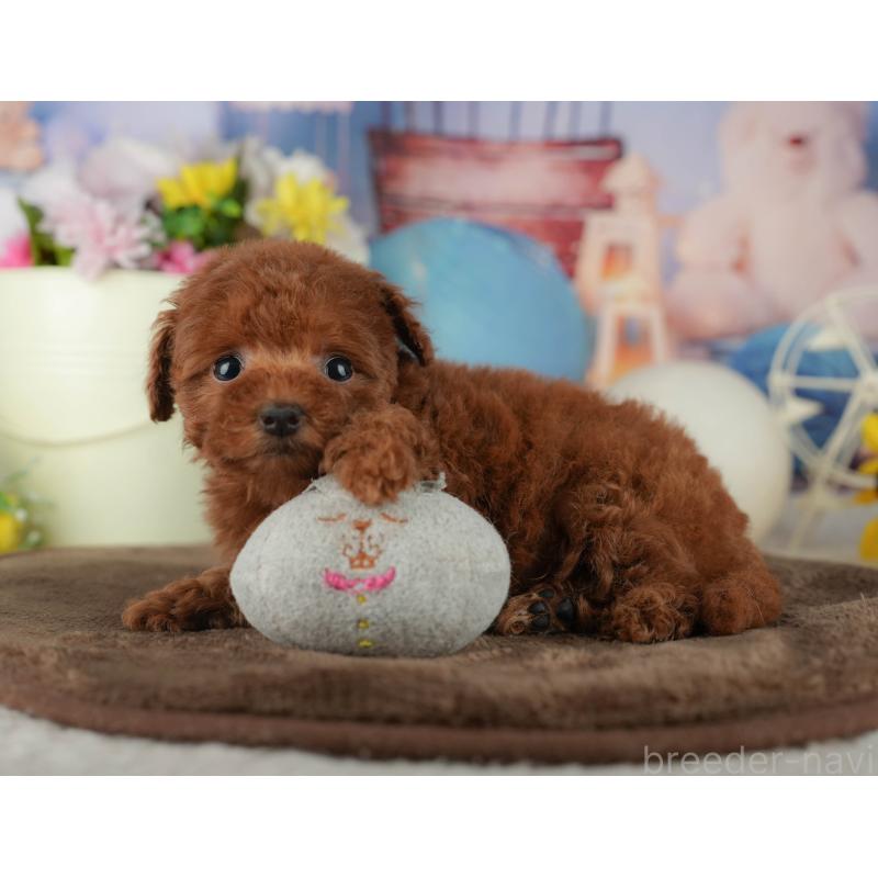 販売中の千葉県のトイプードル-456789の11枚目