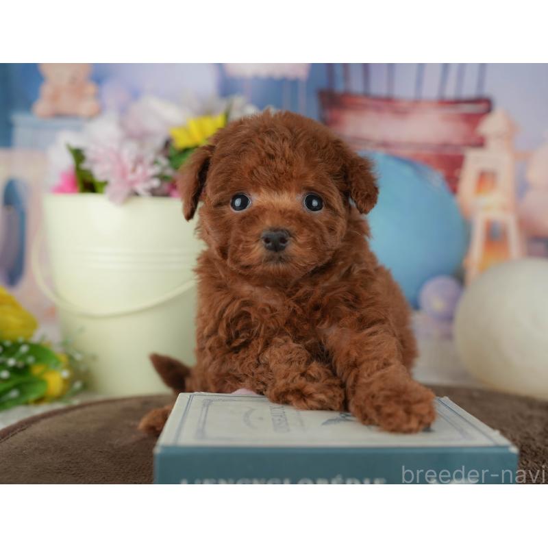 販売中の千葉県のトイプードル-456789の10枚目