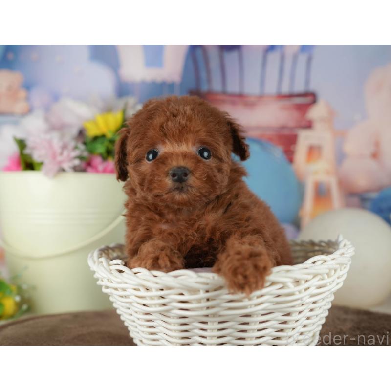 販売中の千葉県のトイプードル-456789の9枚目