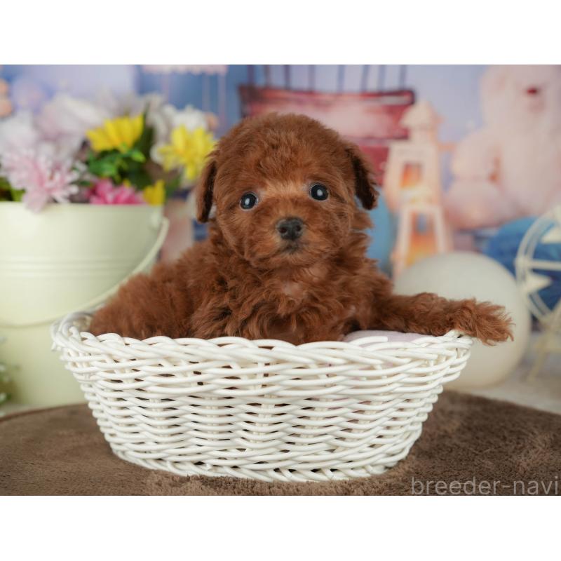 販売中の千葉県のトイプードル-456789の8枚目