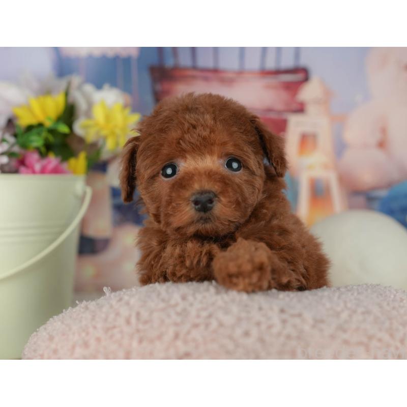 販売中の千葉県のトイプードル-456789の7枚目