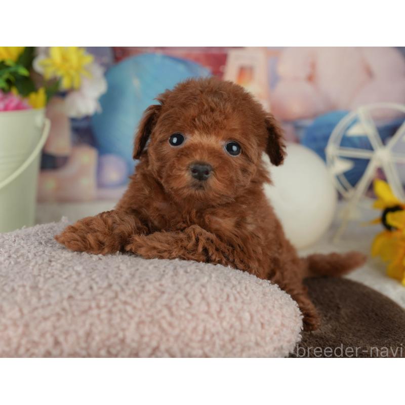 販売中の千葉県のトイプードル-456789の6枚目