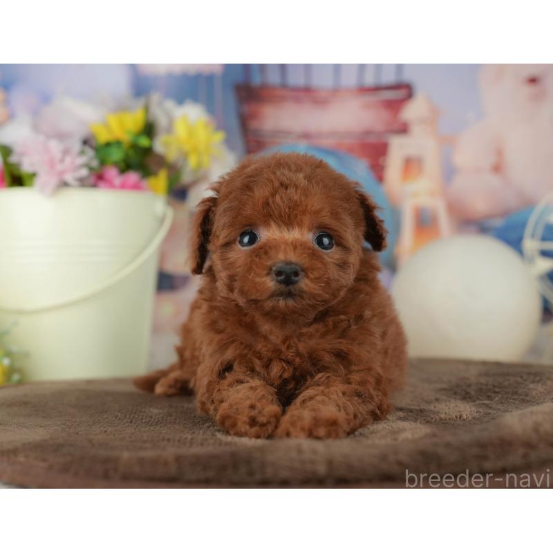 販売中の千葉県のトイプードル-456789の5枚目