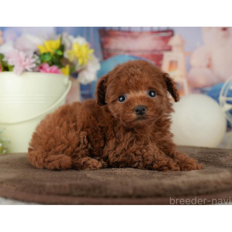 販売中の千葉県のトイプードル-456789の4枚目