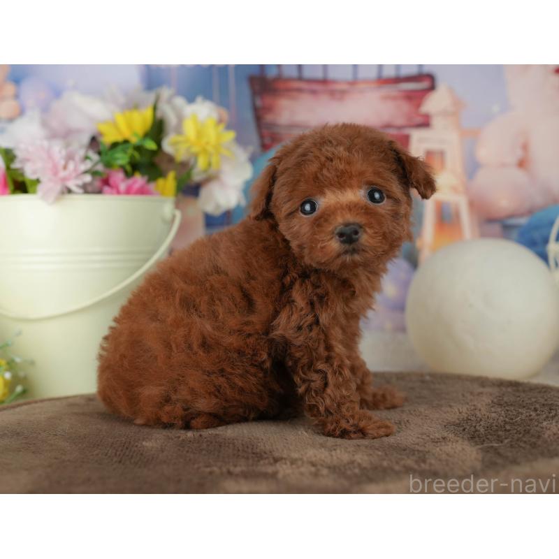 販売中の千葉県のトイプードル-456789の3枚目