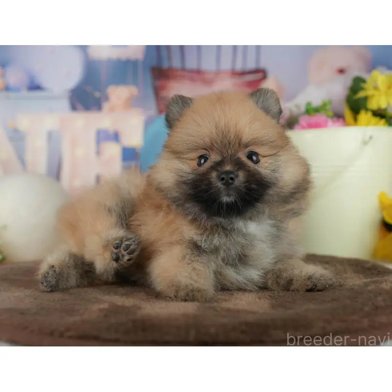販売中の千葉県のポメラニアン-456787の11枚目