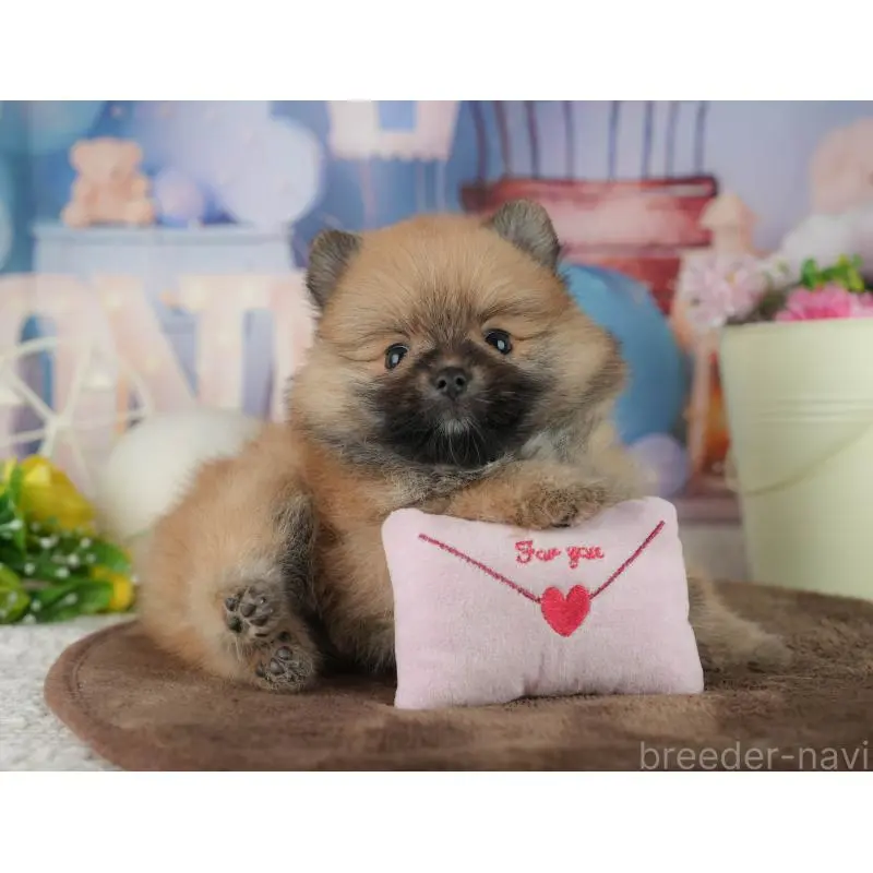 販売中の千葉県のポメラニアン-456787の10枚目