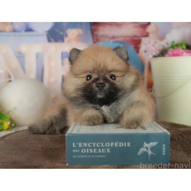 販売中の千葉県のポメラニアン-456787の8枚目