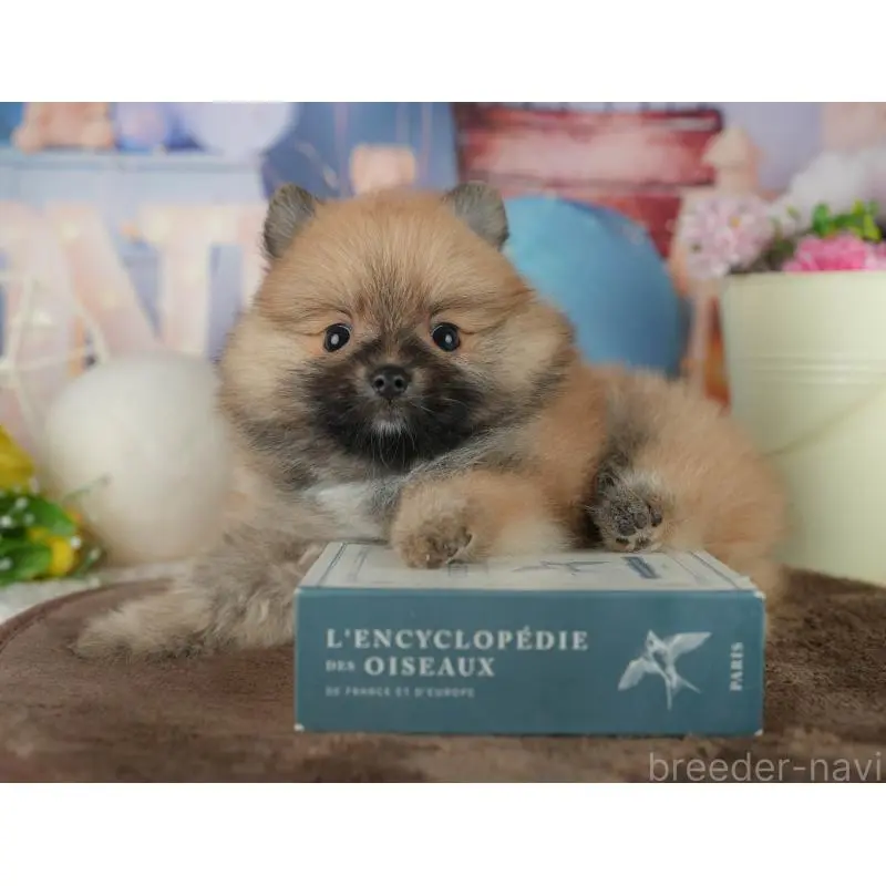 販売中の千葉県のポメラニアン-456787の7枚目