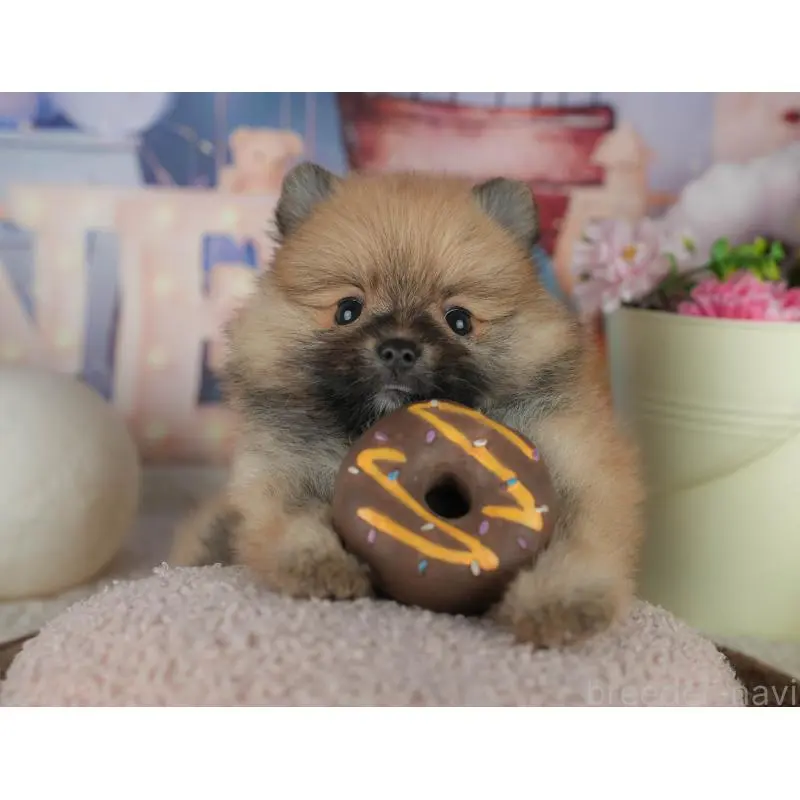 販売中の千葉県のポメラニアン-456787の6枚目