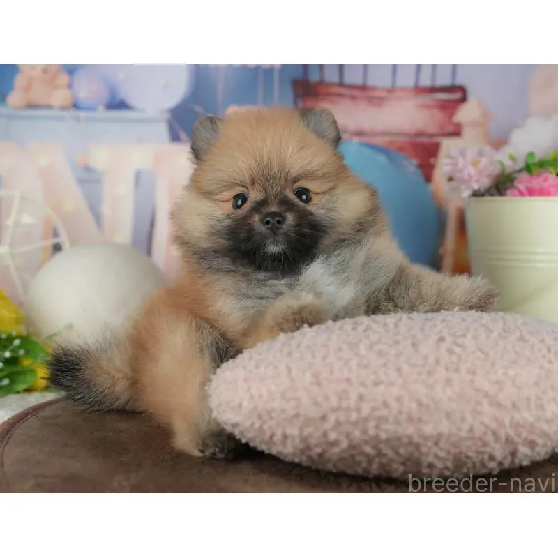 販売中の千葉県のポメラニアン-456787の5枚目