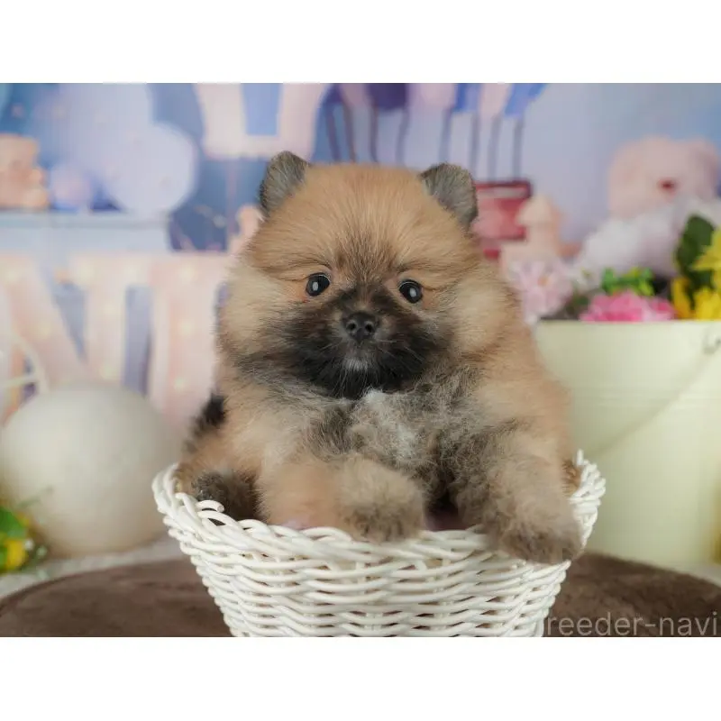 販売中の千葉県のポメラニアン-456787の4枚目