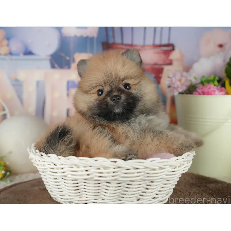 販売中の千葉県のポメラニアン-456787の3枚目