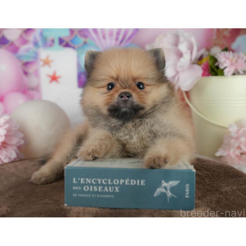 販売中の千葉県のポメラニアン-456780の6枚目