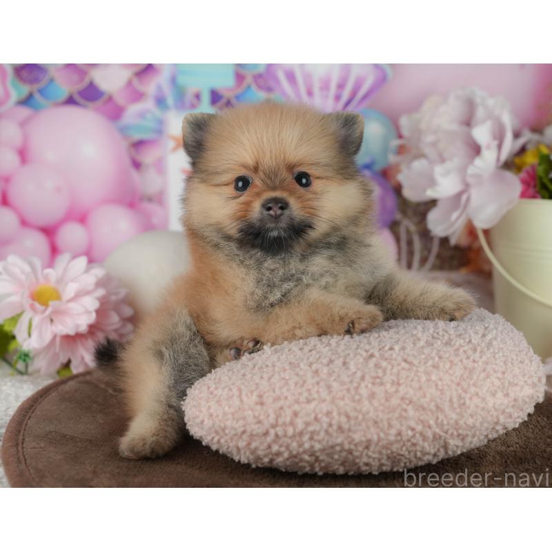 販売中の千葉県のポメラニアン-456780の4枚目