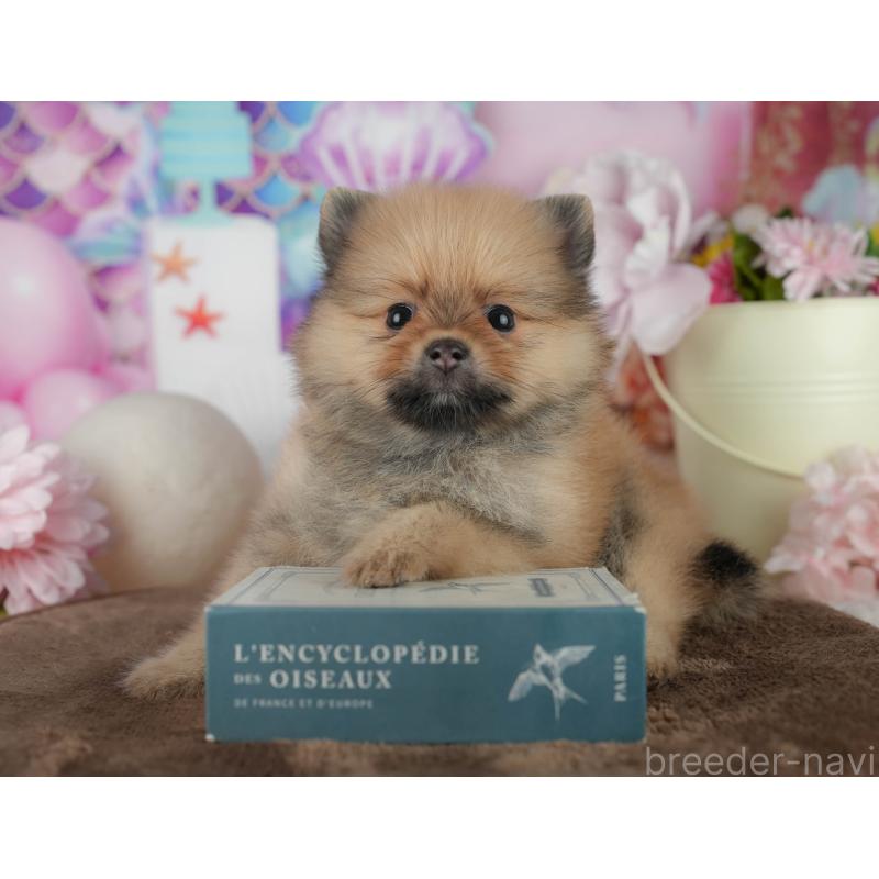 販売中の千葉県のポメラニアン-456780の5枚目